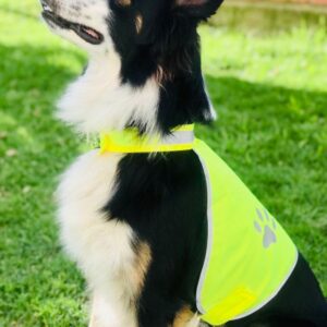 DOG SAFETY VEST